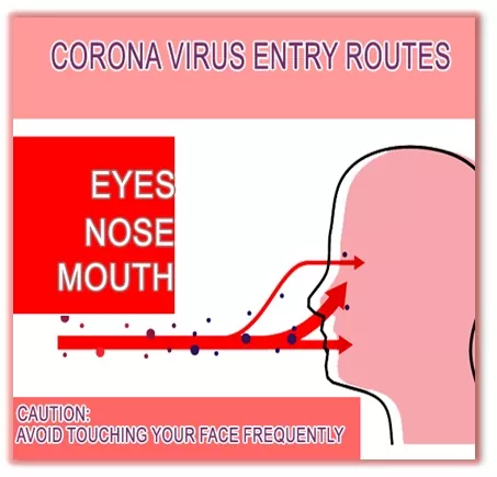 An image showing how Corona Virus enters into human body