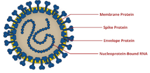 Structure of the Corona Virus_showing cell membrane and spike proteins