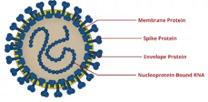 Structure of the Corona Virus_showing cell membrane and spike proteins