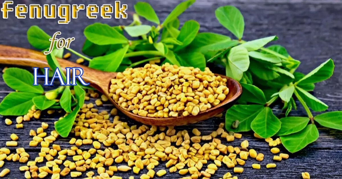 Use Fenugreek seeds for hair growth and as a hair conditioner