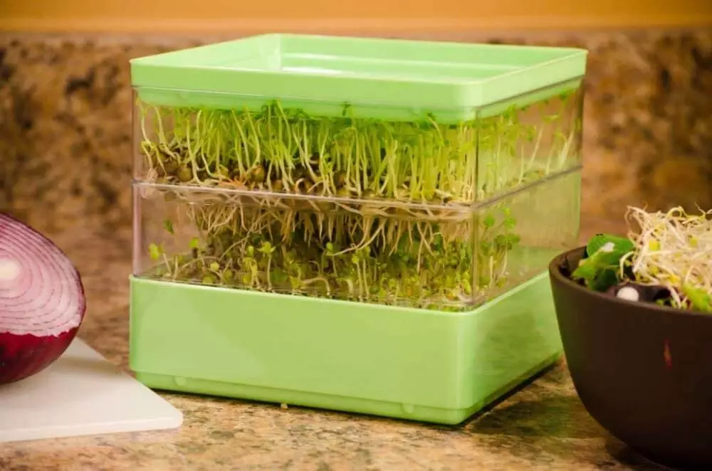 Sprouting seeds at home in a seed sprouter