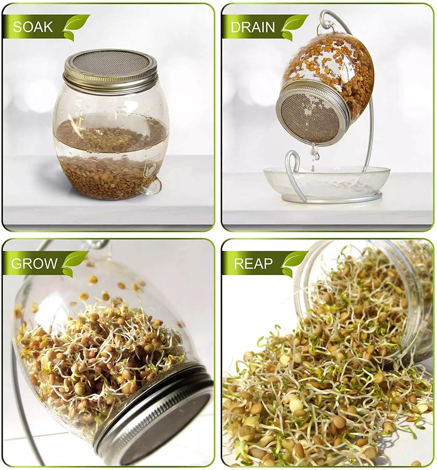 The complete process of growing sprouts in a glass sprout jar at home