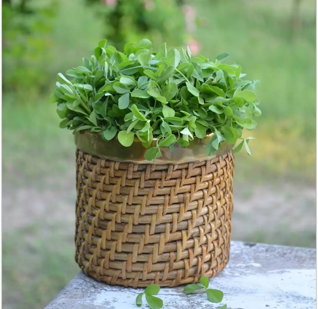 Fenugreek Leaves in a Basket