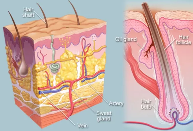 Anatomy of Hair Follicle 