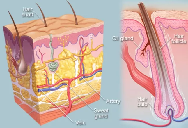 Anatomy of Hair Follicle