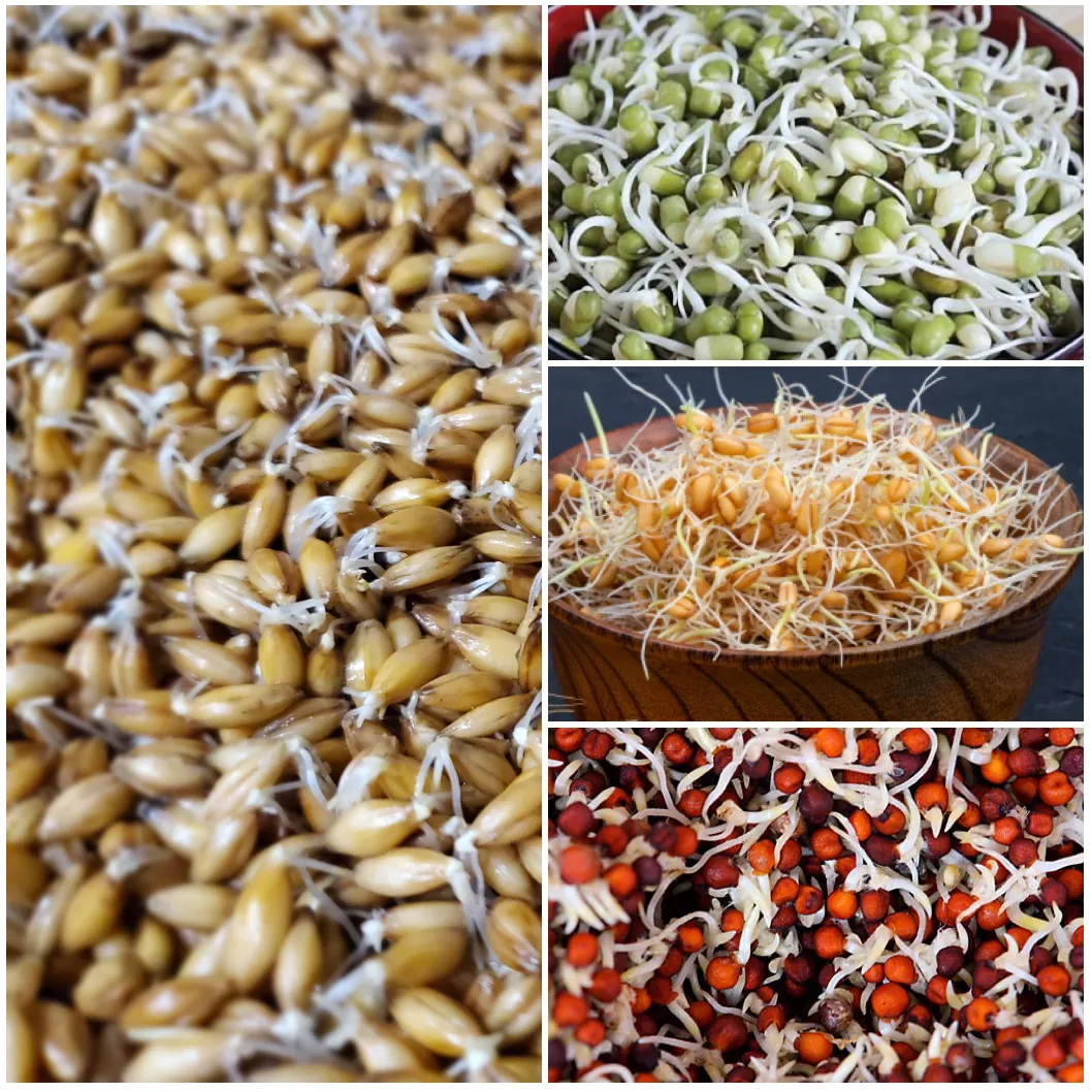 Barley, wheat, mung beans and finger millet sprouts for making home-made protein powder for kids