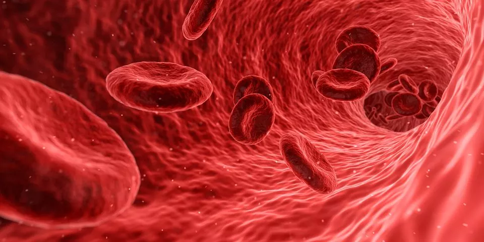 Red Blood Cells Moving in the Blood Vessels