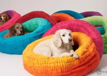 10 Fun and Creative Beds for Unique Dogs